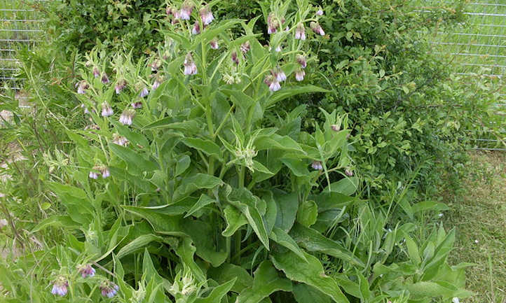 Comfrey plant