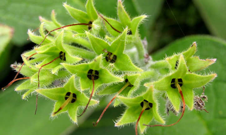 Comfrey seedhead