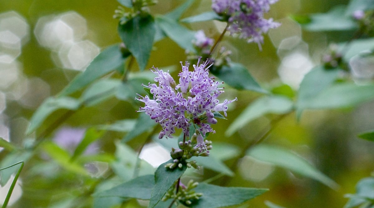 Common Dittany Growing in Field With Purple Flowers