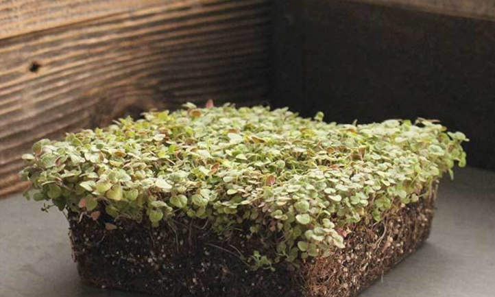 Italian oregano microgreens