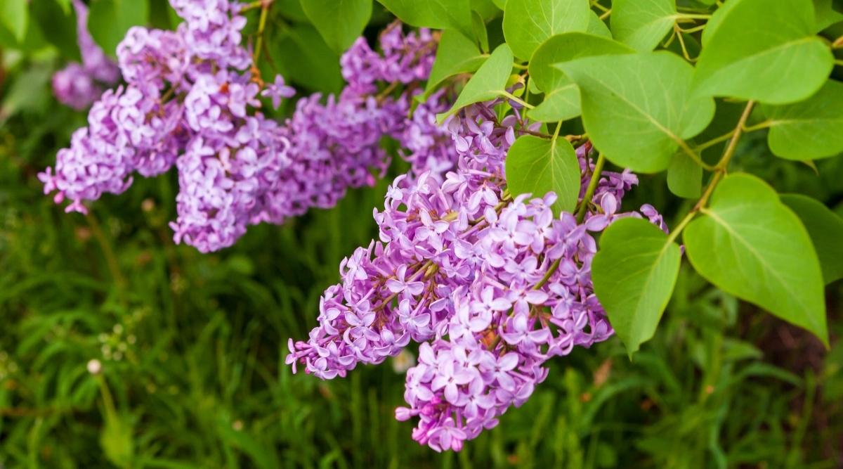 Common Lilac