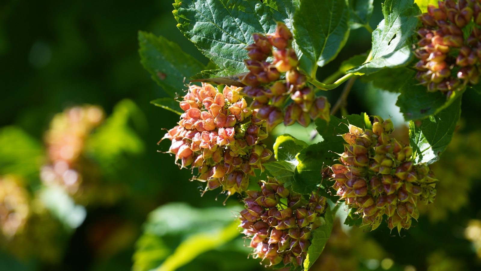 Bunches of ninebark shrub buds and leaves, vivid and lush, soaking in the sunlight, revealing intricate textures and delicate details in their blossoming state.