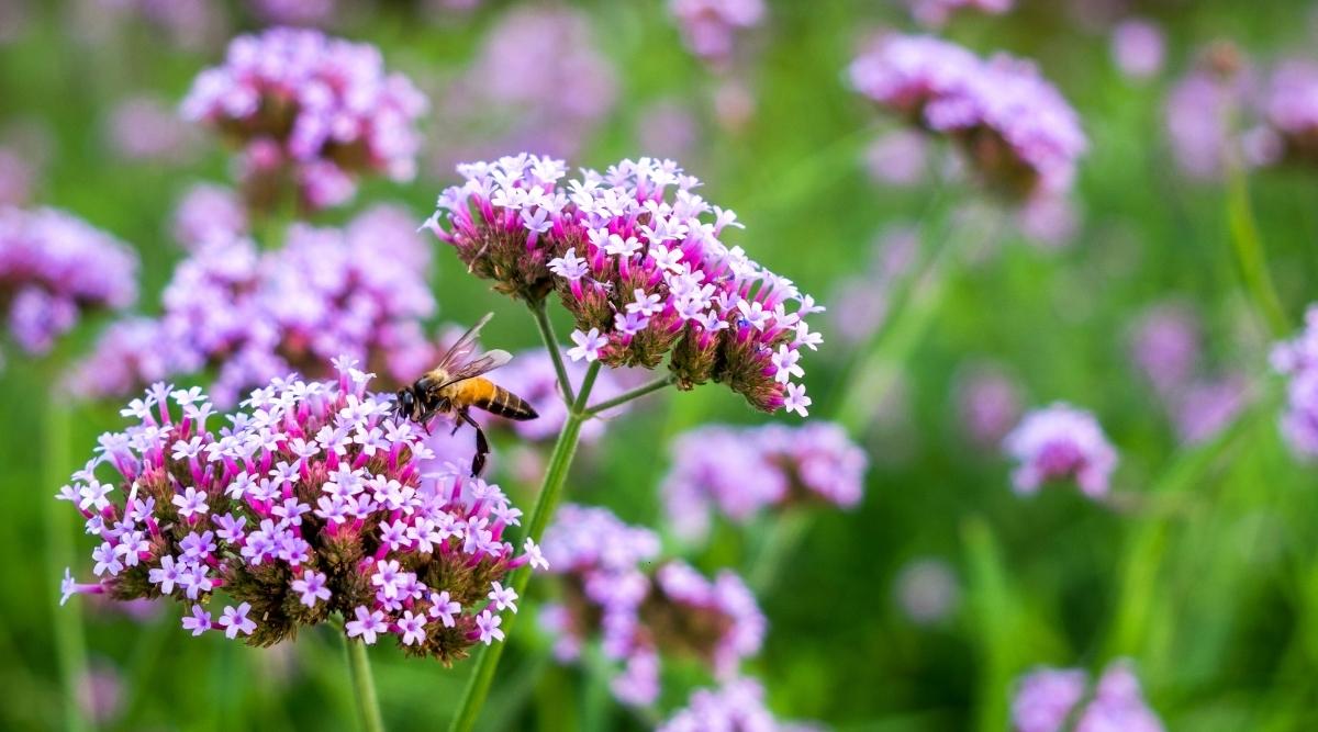Common Vervain