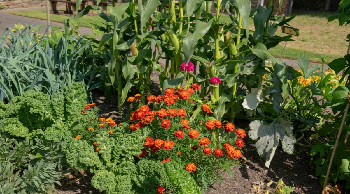 Close-up of a mini garden with growing plants such as corn, zucchini, Kale, marigolds and others. Corn has strong erect stems with long narrow leaves, linear in shape, bright green in color, which grow alternately along the stem. Corn produces fruits known as ears or cobs. Kale produces beautiful lush rosettes of elongated dark green leaves with curly edges. Marigolds produce bright green, feathery, fern-like foliage and beautiful semi-double flowers with ruffled and wavy orange-yellow petals.