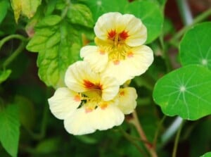 Nasturtiums in Vegetable Garden