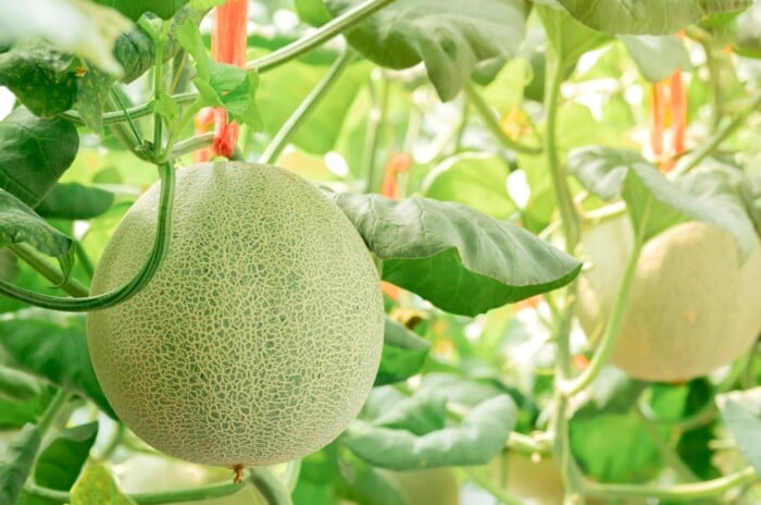 Companion Plants for Cantaloupe