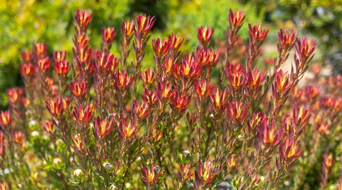 Conebush
