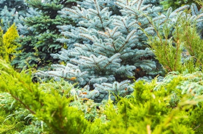 View of various types of Conifers in the garden. Conifers, a group of cone-bearing trees and shrubs, are known for their iconic appearance characterized by needle-like or scale-like leaves, typically evergreen and often arranged spirally around the branches. These trees boast a wide variety of shapes and sizes, from towering pines with sturdy, straight trunks to graceful firs with sweeping branches. Their needle-like and scale-like leaves come in bright green, dark green and bluish-gray shades.