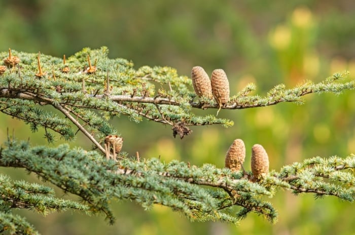 conifer types. The Cedrus libani, or Cedar of Lebanon, presents dense branches adorned with evergreen needle-like leaves, which are dark green and spirally arranged, culminating in large, barrel-shaped cones.