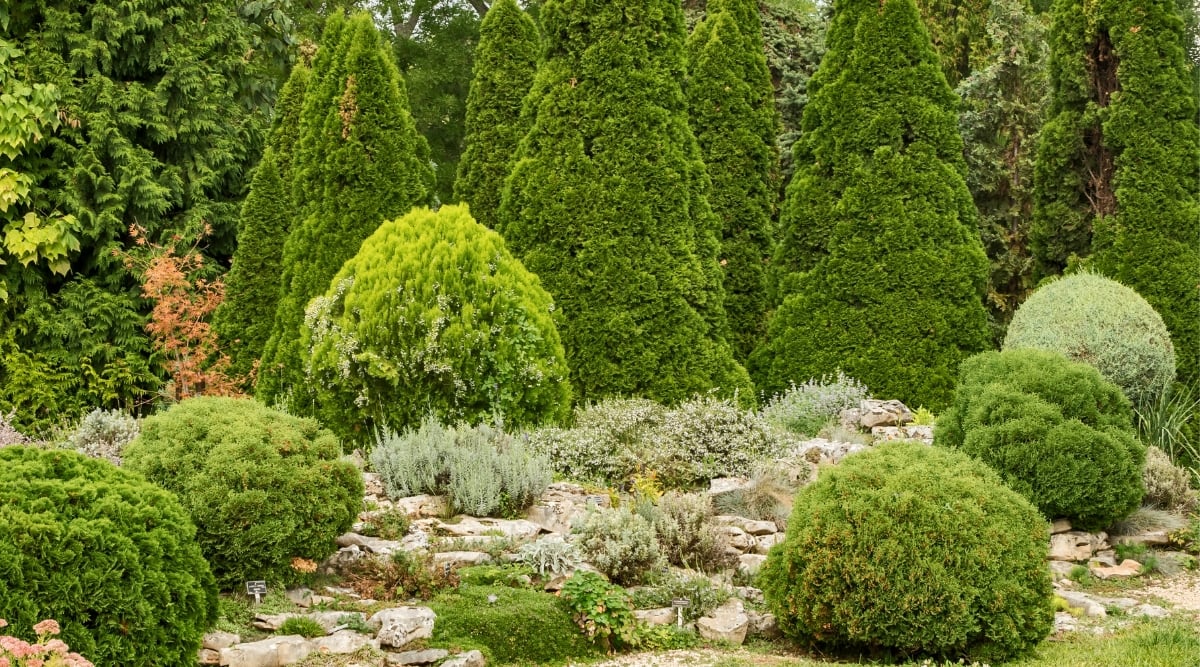 Close-up of a botanical garden with growing Conifers. Tall, triangular cypress grow in the background. Low spruce bushes in rounded shapes are planted in front.