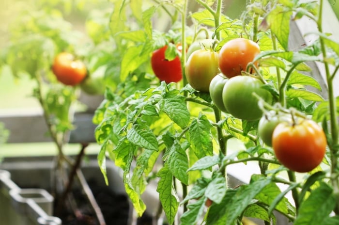 A variety of tomatoes, some ripe, others still green, growing on a vine within a container, illuminated by the warm rays of the sun.