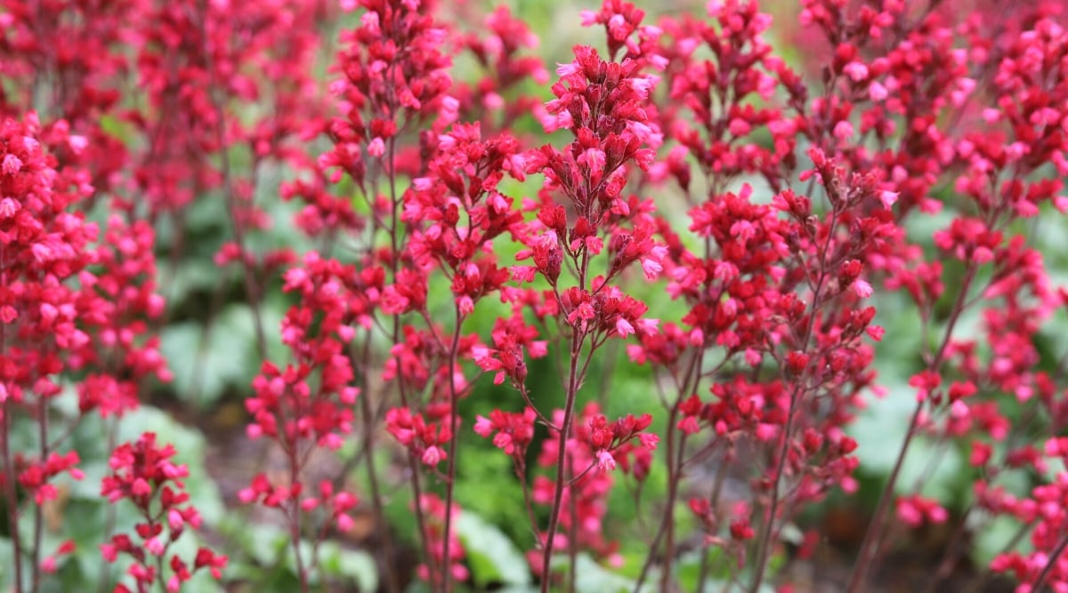 Close-up shot of a flowering Coral Bells plant against a blurred background of green foliage. The plant produces slender stems that rise above the foliage, small bearing bell-shaped flowers in red hue.