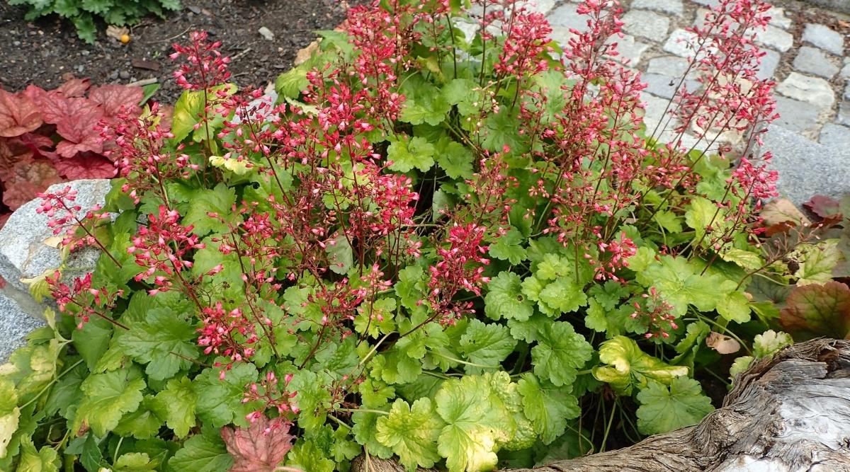 Coral Bells