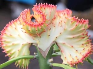 Close up of the top of a grafted cactus plant called a crested euphorbia. White with pink edges and a coral-like texture is attached to a thick green stem with thick leaves. The background is brown and blurred.