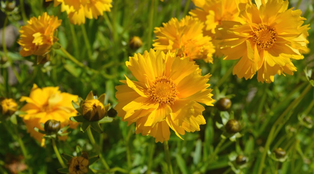 Close-up of flowers of Coreopsis grandiflora, commonly known as large-flowered tickseed, in a sunny garden. The plant has a compact appearance, forming lumps. It has bright green leaves that are lanceolate and deeply lobed or divided. The leaves are arranged alternately along the stems. Coreopsis grandiflora produces bright, daisy-like flowers. The flowers have bright yellow petals surrounding a prominent dark yellow centre.