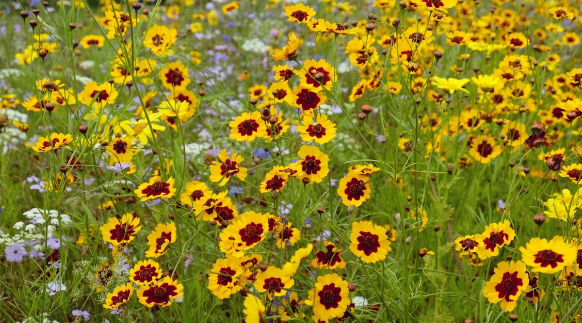 A field flowers focusing on the coreopsis, showing its feathery golden ray petals alongside tall stems.