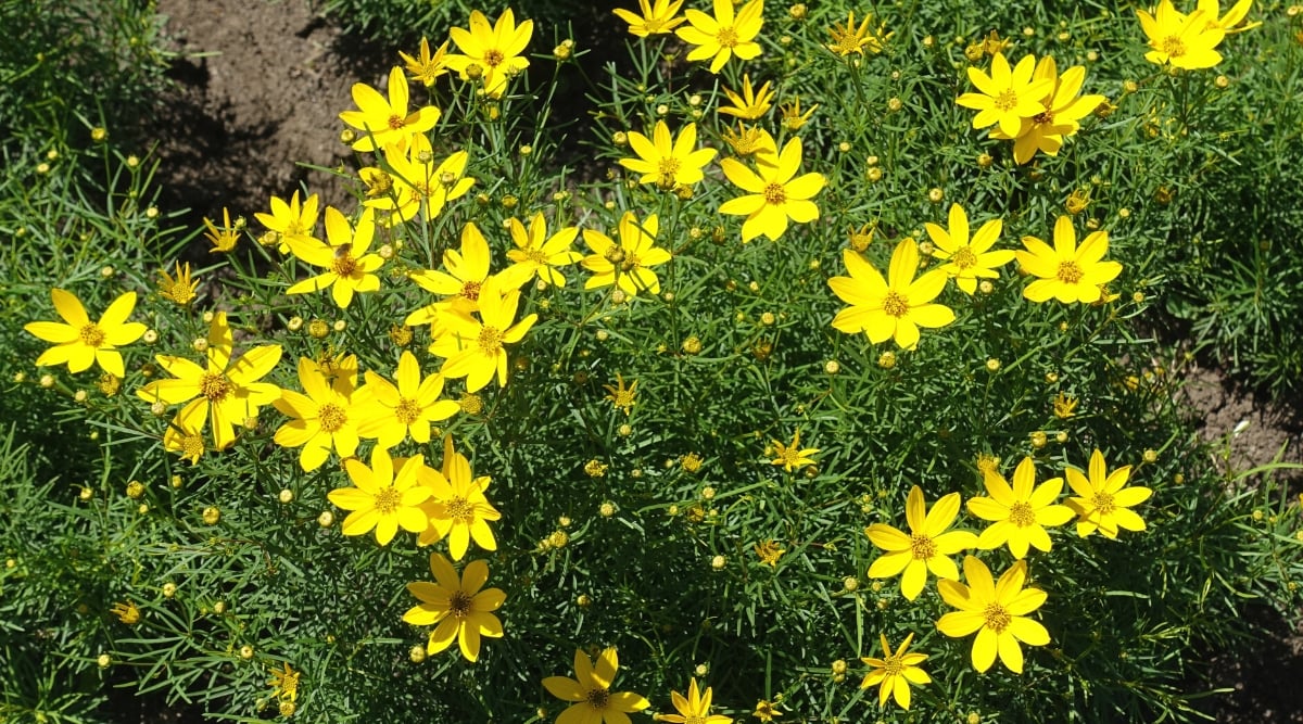 Close-up of flowering plants Coreopsis verticillata, commonly known as threadleaf coreopsis, is a perennial wildflower native to North America. The plant has an upright bushy appearance. It has finely textured, thread-like green leaves arranged in whorls around the stems. The leaves give the plant a feathery appearance. Coreopsis verticillata forms clusters of small yellow flowers with a protruding central disc. The flowers are similar to daisies with several petals surrounding a disk.