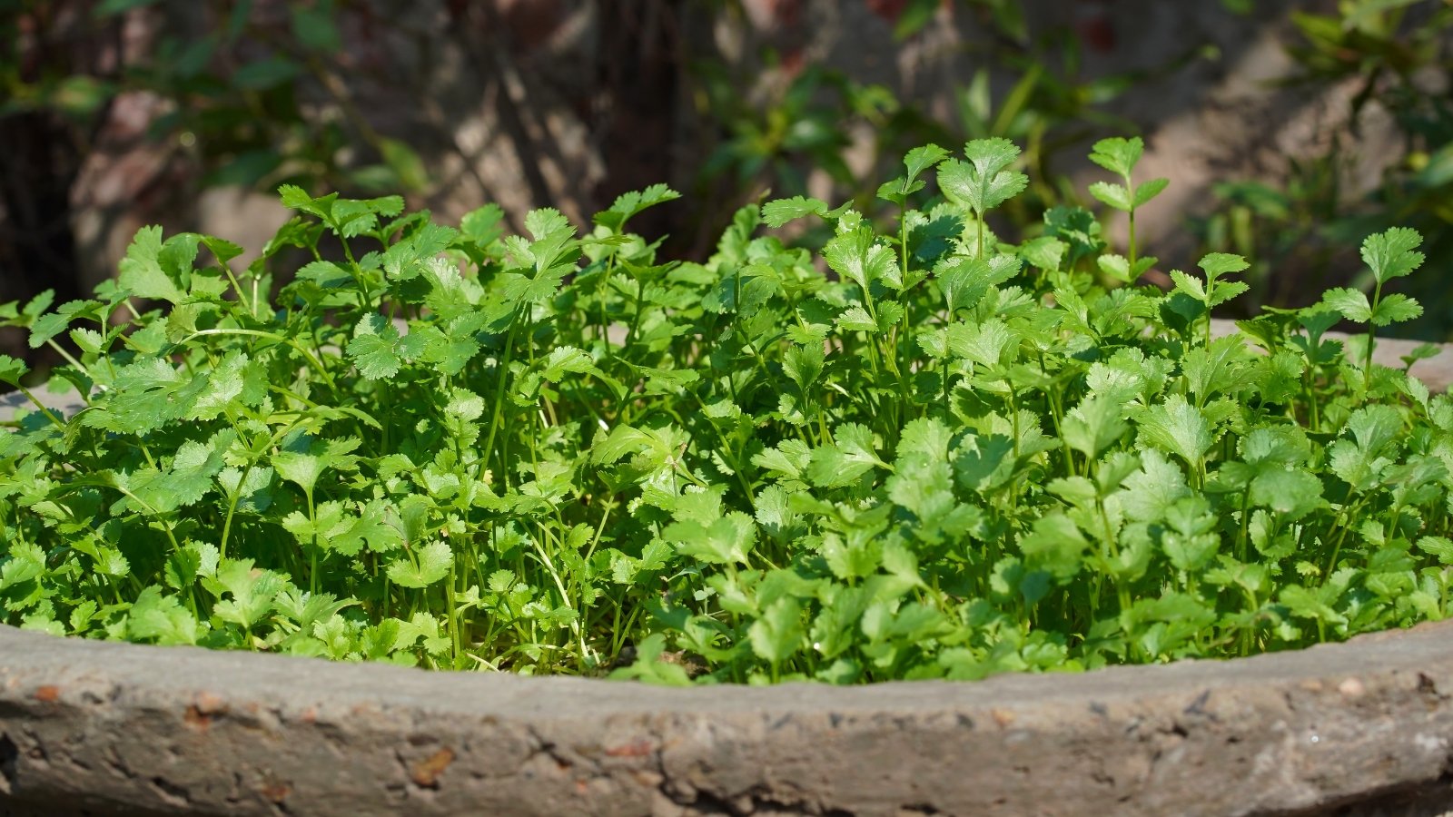 Cilantro displays flat, deeply lobed leaves growing on slender stems in clumps, on a raised stone bed in full sun.