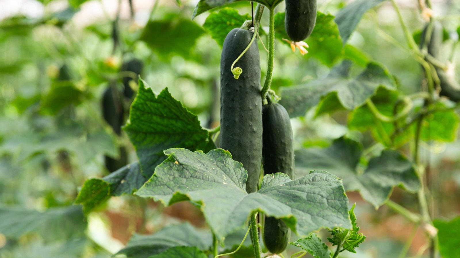 Close-up of a 'Corinto' cucumber plant featuring mature fruits characterized by their short, stout shape, smooth dark green skin, and juicy, refreshing flesh perfect for slicing.