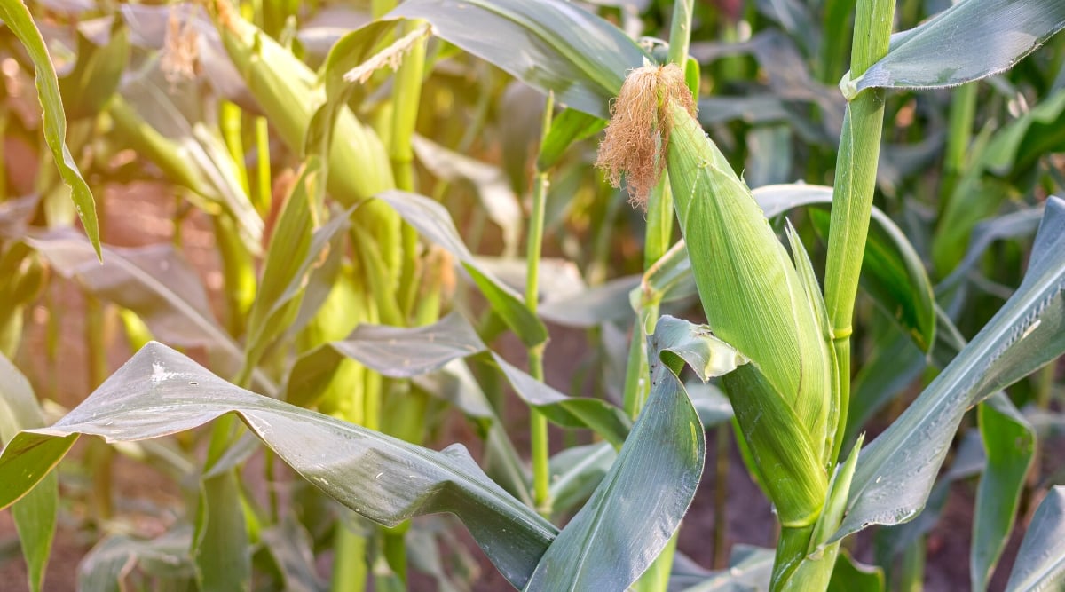 Close-up of growing corn plants in a sunny garden. Corn grows vertically, forming a strong, full stem that provides support for the plant. The stem is crowned with large ribbon-like leaves arranged in an alternating pattern along the stem. Corn leaves are long, wide, bright green. Corn produces bright yellow edible kernels tightly clustered into elongated cobs.