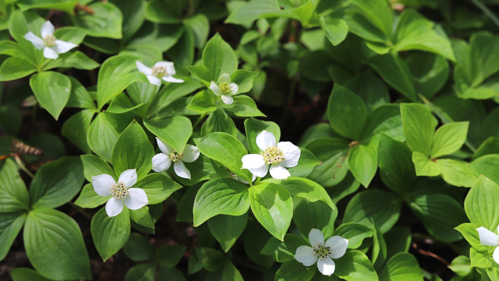 Close-up of a flowering Cornus canadensis plant under sunlight. The oval-shaped leaves are glossy and dark green, forming dense mats on the forest floor. Delicate white flowers held close to the ground on short stems.