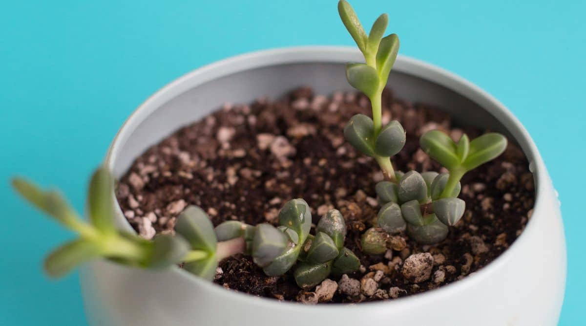 Close up Ice Plant in White Container