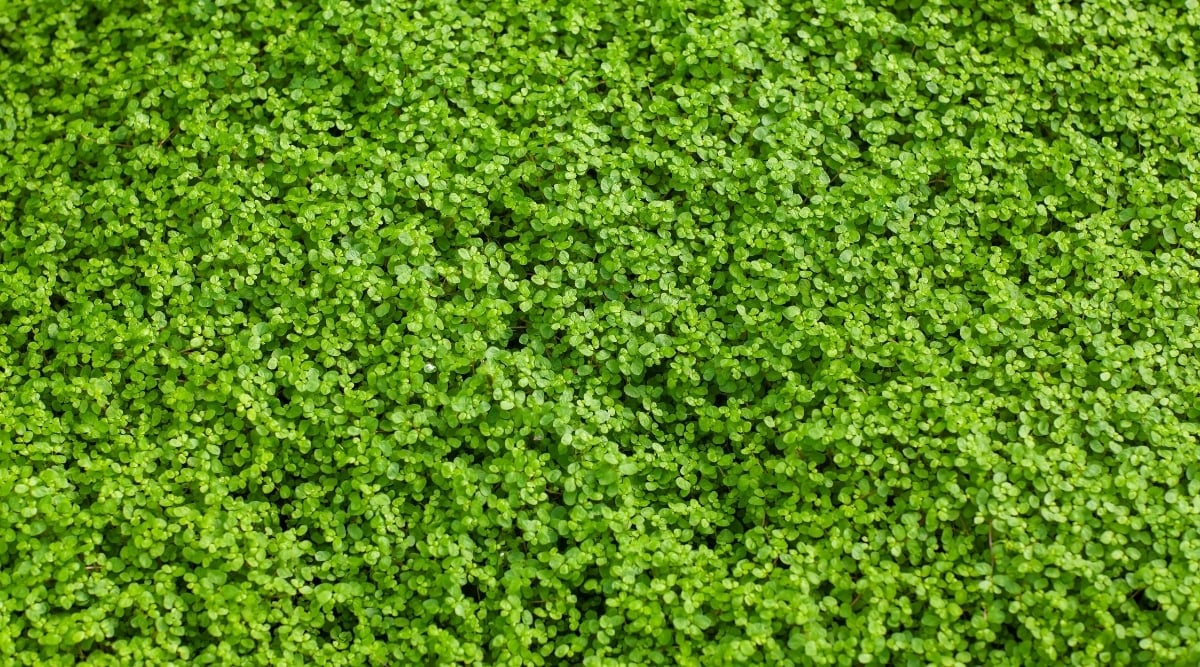 Dense cluster of Corsican Mint with small, circular, and green leaves.  