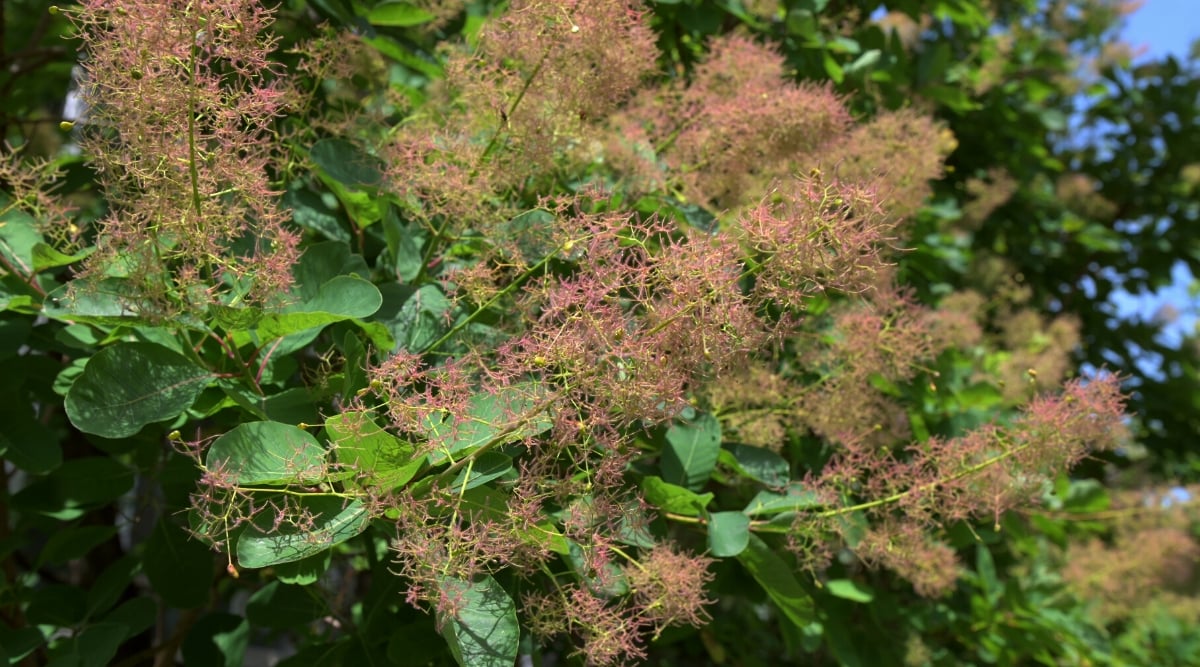 Close-up of a blooming Purple Smoke Tree (Cotinus coggygria) in a garden. It features a profusion of feathery, smoke-like inflorescences. The foliage of the Purple Smoke Tree is typically a deep, rich green.