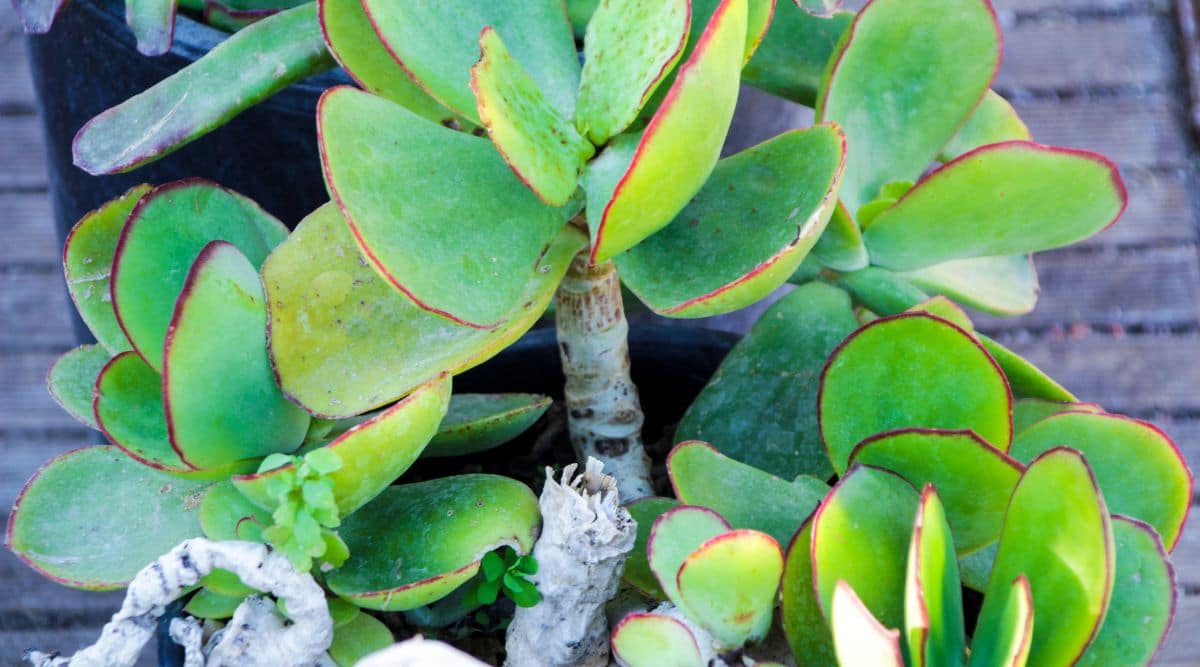 Green Leaves With Red Edges of the Pig Ear's Plant