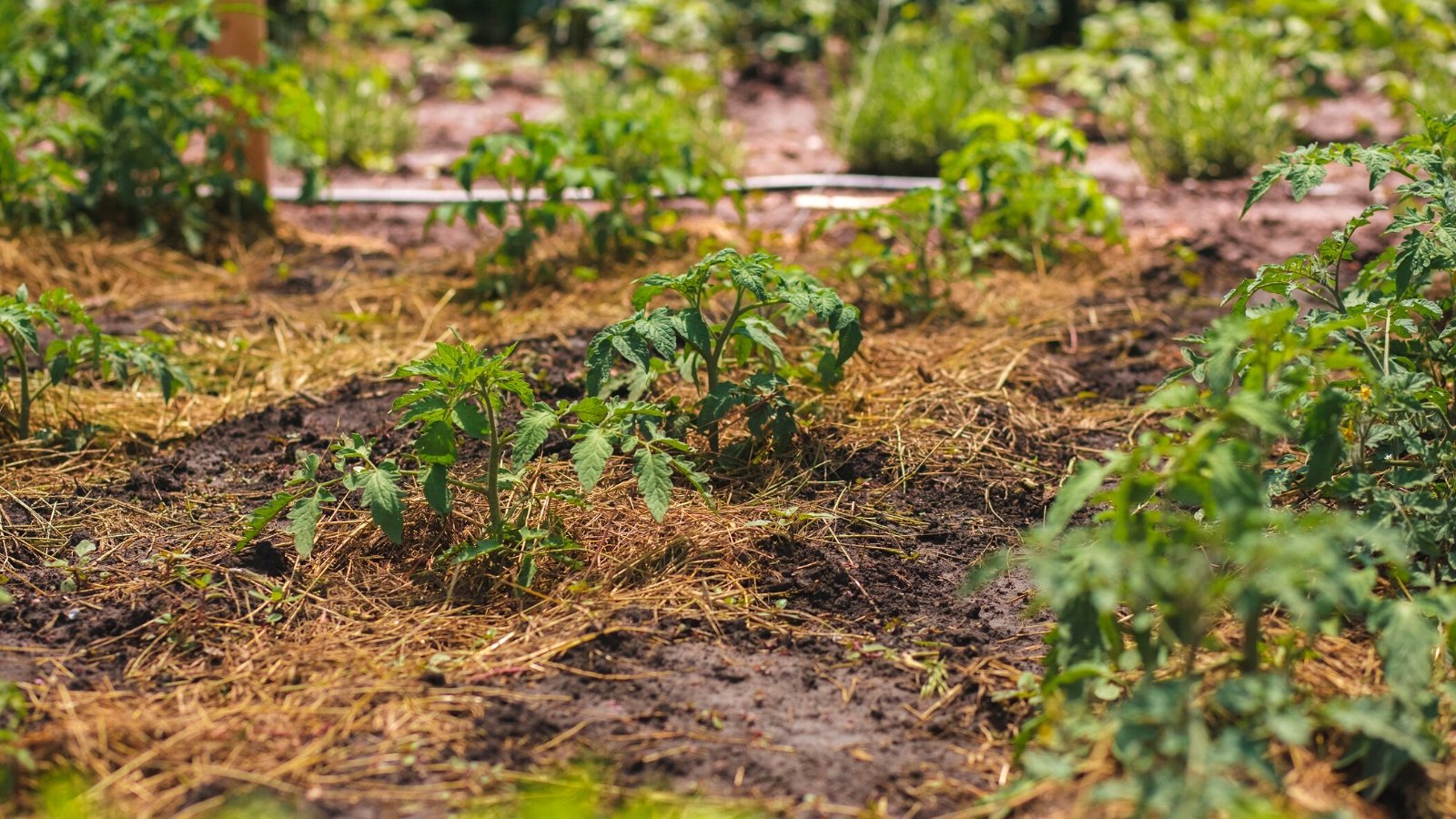 Close-up of tomato plants planted in rows in a garden. The soil is covered with a layer of straw mulch. The tomato plant has lush, green foliage with deeply lobed leaves that alternate along its slender, slightly fuzzy stems. The leaves exhibit a serrated edge.