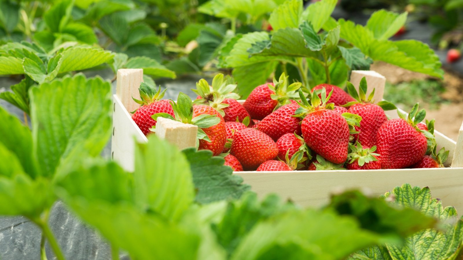 The crate is filled with freshly picked red strawberries, each showcasing a plump, heart-shaped form with vibrant crimson hues, among the green strawberry bushes in the garden bed.