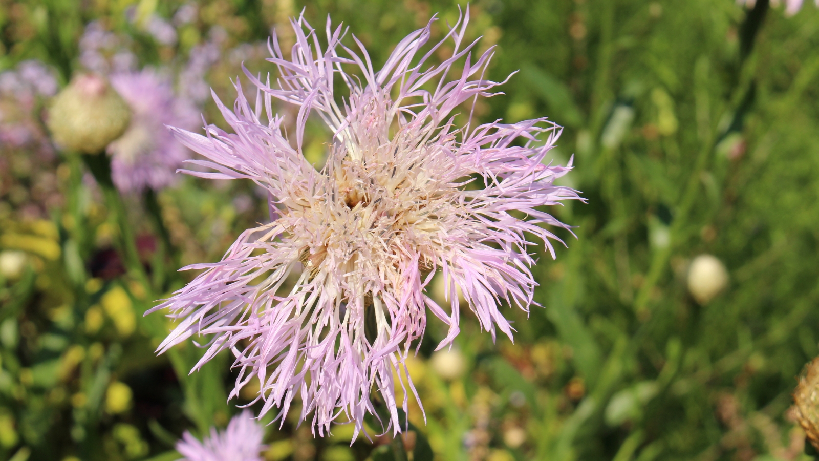 Close-up of a blooming American Basketflower with a mesmerizing arrangement of delicate, lavender-pink petals surrounding a central disc, forming a captivating floral sphere. The petals are slightly withered.