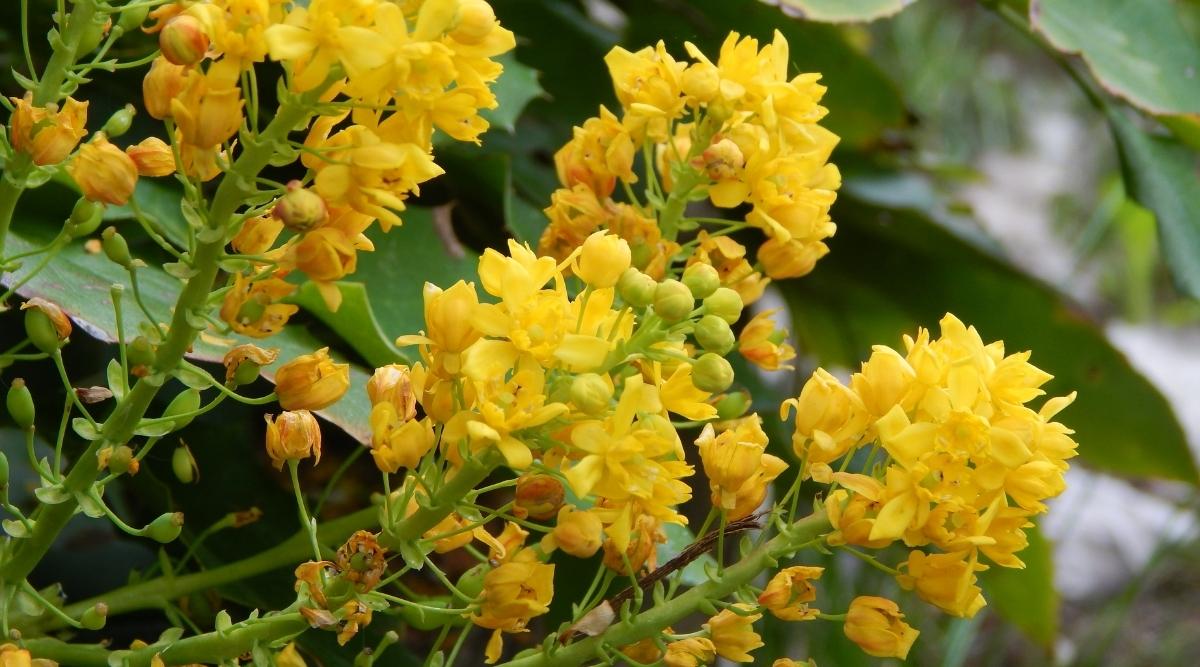 Creeping Mahonia