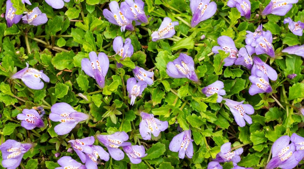 Creeping Mazus