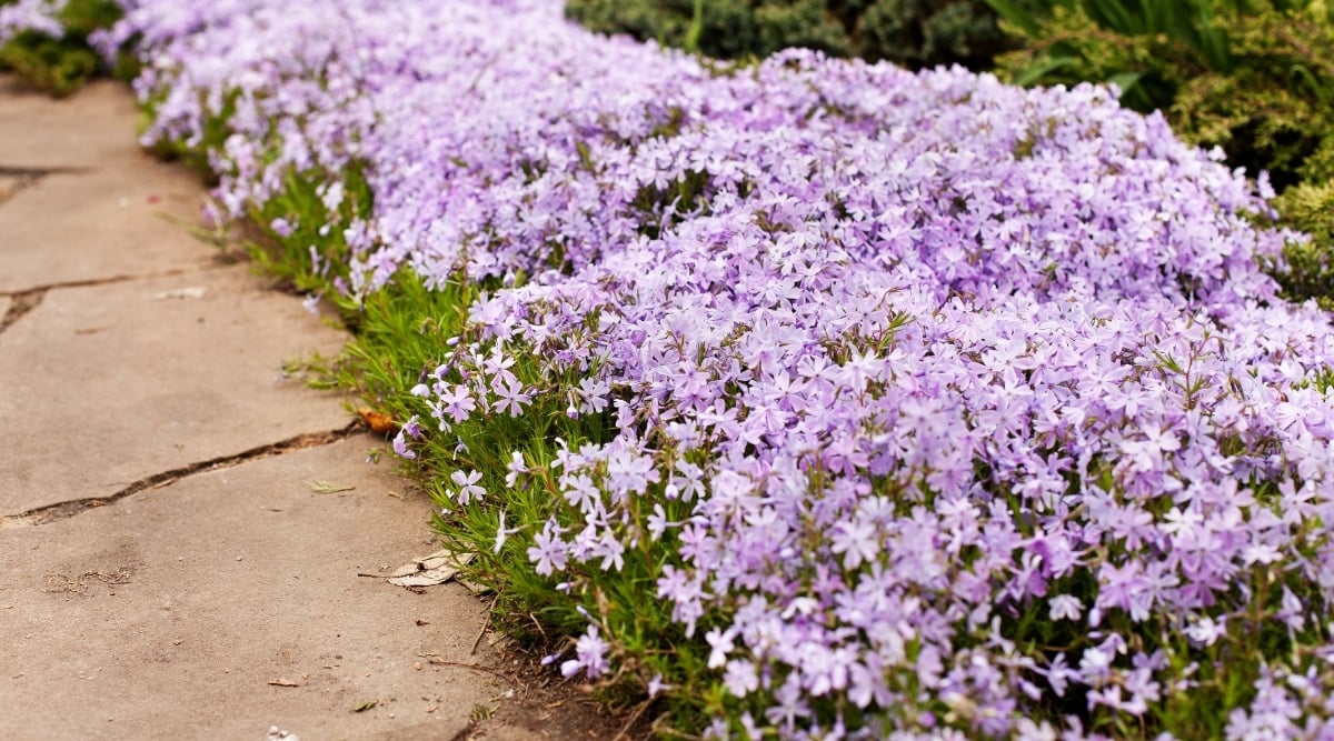 Creeping Phlox with flowers having five petals that form a star shape, and are light purple and white in color. The stalks of the flowers are thin and wiry. The green leaves are small, narrow, and arranged in an opposite pattern along the stems.