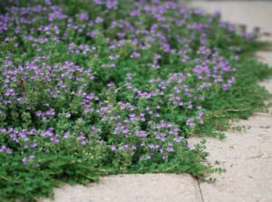 Creeping thyme