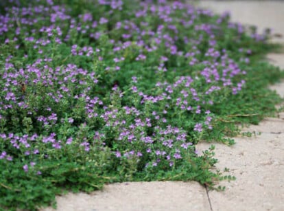 Creeping thyme