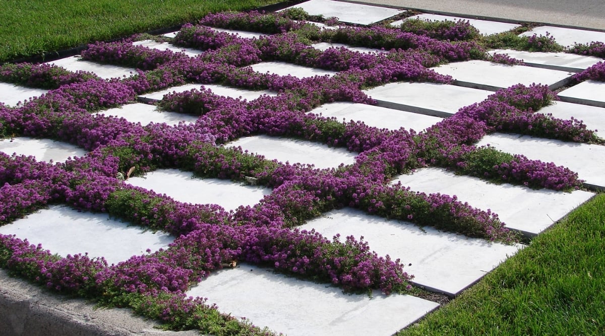 A close-up showcasing vibrant  Thyme plants nestled along the border of sizable white tiles in an intricately designed garden floor. The petite purple blossoms of Creeping Thyme add a burst of color, complementing the lush green leaves and delicate grasses that surround them.
