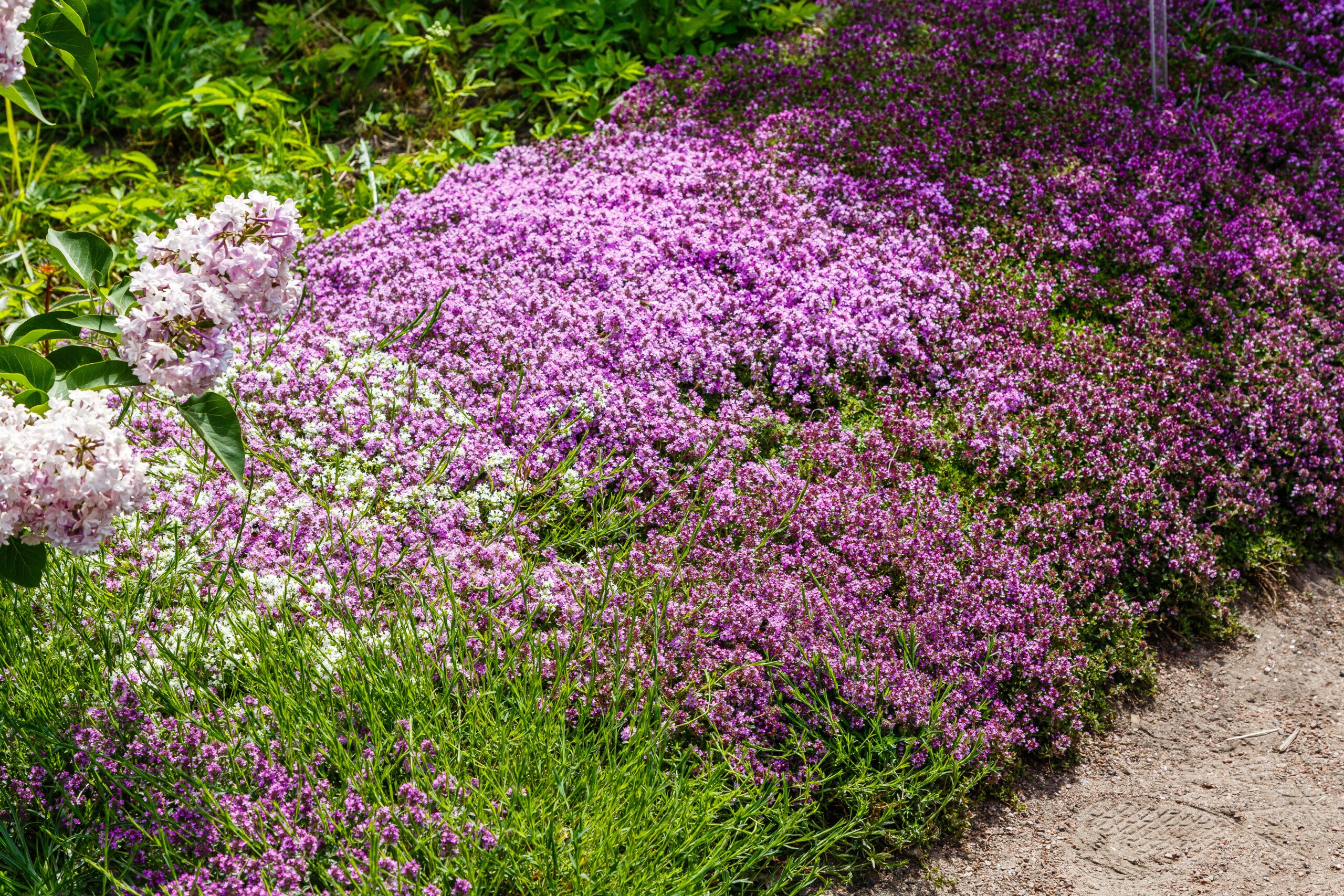 Dense cluster of Creeping Thyme in a garden. The flowers are small, and white and purple in color.  Its green woody stems are prostrate and  rooting at the nodes to form a dense mat. 