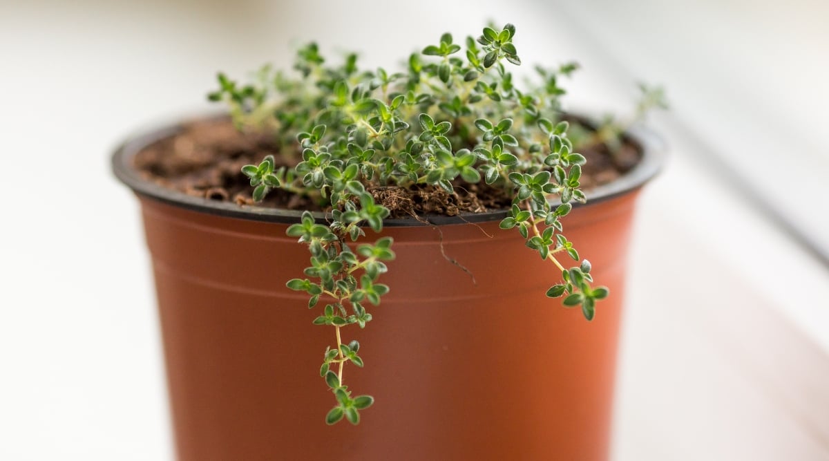 A close-up of a flourishing plant in a spacious brown pot, its tiny tendrils gracefully cascading down towards the container. Positioned adjacent to a transparent window, the plant enjoys ample sunlight, highlighting the intricate details of its lush foliage and enhancing the overall aesthetic.