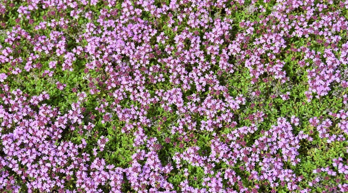 Vibrant purple Creeping Thyme flowers bloom in clusters, forming a mesmerizing carpet. The tiny blossoms showcase delicate petals, adding a burst of color. The lush green leaves of Creeping Thyme create a dense and textured ground cover resembling a vibrant lawn.