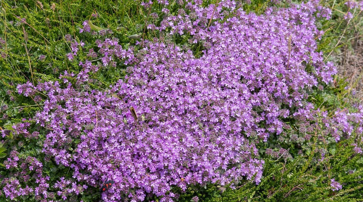 A close-up of  Thyme plants showcases a lush cluster of delicate purple flowers, forming a vibrant tapestry. The small blossoms attract pollinators, creating a lively scene. Surrounding the blooms are vibrant green leaves, adding texture and contrast to the overall composition.
