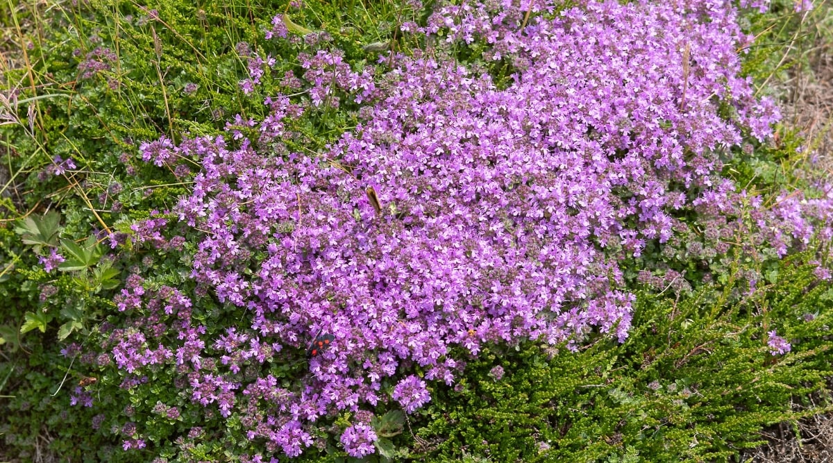 View of a growing Creeping Thyme ground cover (Thymus praecox) in the garden. This creeping ground cover forms a dense mat of tiny, aromatic, evergreen leaves. It produces clusters of small, tubular flowers of purple color.