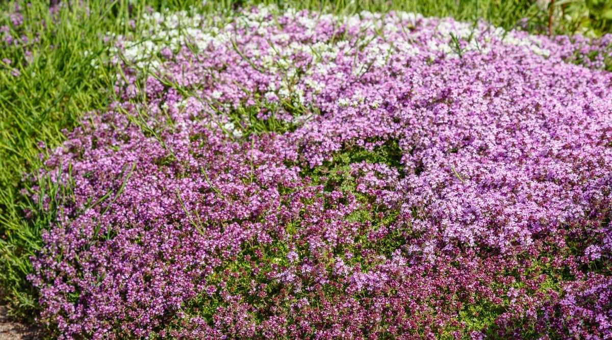 A vibrant cluster of tiny purple flowers, creating a stunning focal point. The delicate blooms form a captivating tapestry, accentuating the lush green leaves that provide a rich backdrop to the intricate floral display.
