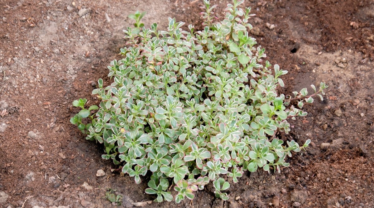  slender stems and tiny, green leaves, sprawls gracefully across brown soil. The vibrant leaves exhibit a lush and intricate pattern, creating a visually appealing ground cover that enhances the beauty of the garden.
