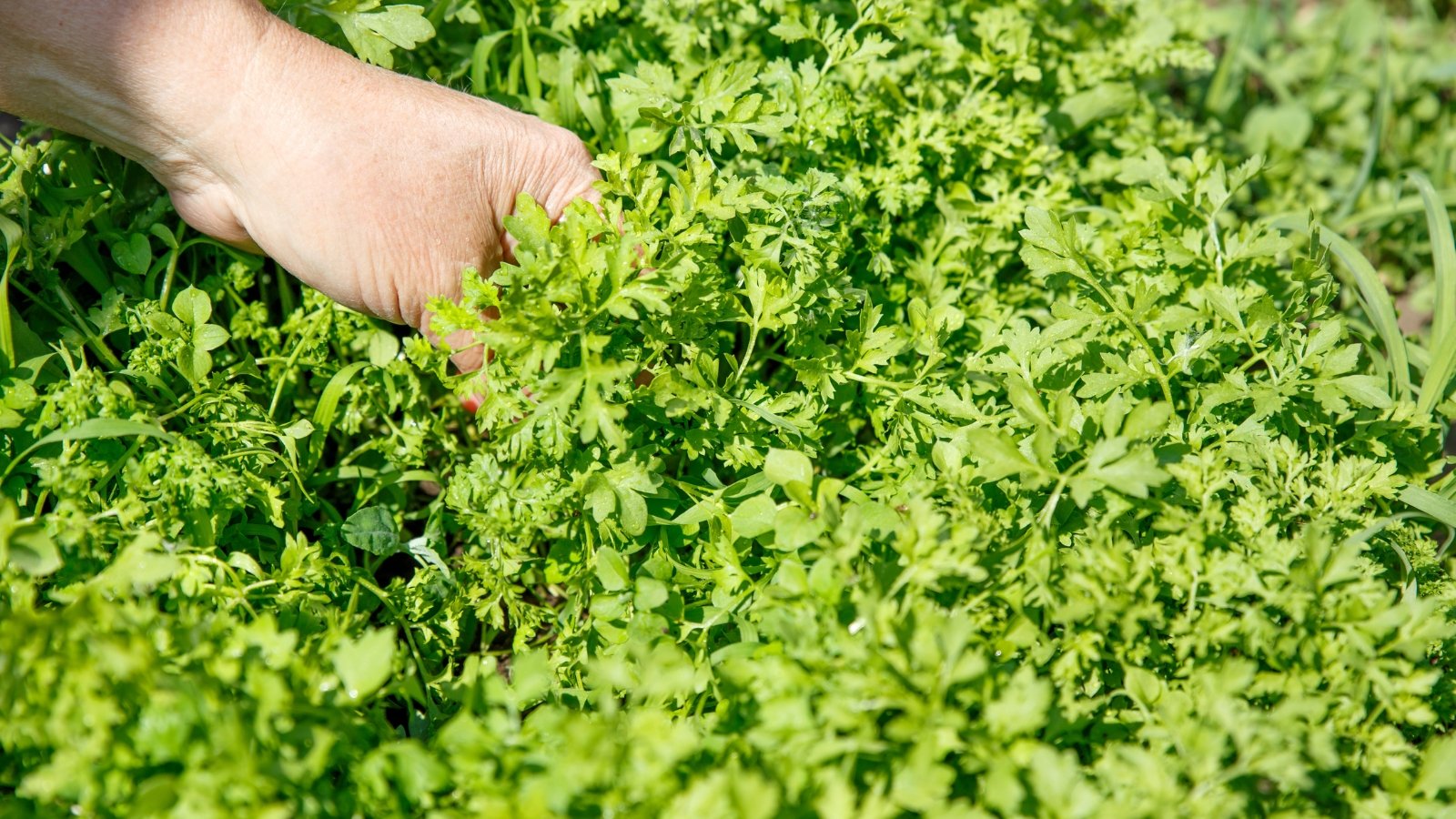 Close-up of a woman's hand harvesting Cress in a sunny garden. Cress is characterized by its delicate, fern-like leaves that grow in dense clusters. The leaves are small and oval-shaped, with a vibrant green color and a slightly peppery taste.