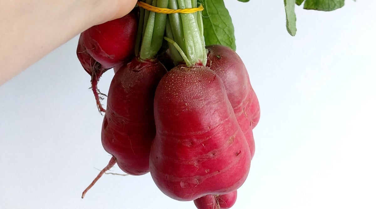 Close-up of a woman's hand holding a bunch of Crimson Giant radishes on a white background. Crimson Giant is a type of radish with a large, round and crunchy root, bright red skin and white flesh.