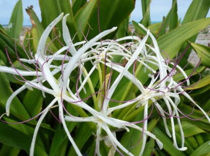 Crinum lily