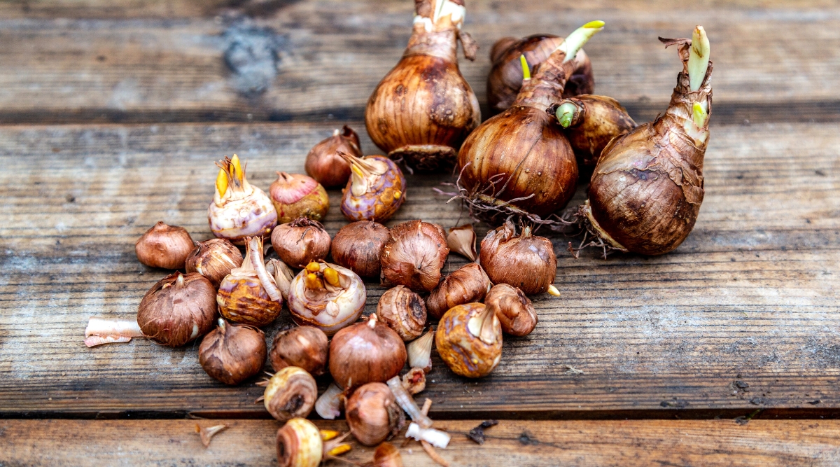 Close-up shot of a variety of Crocus and Daffodil bulbs on a wooden surface. Crocus bulbs are small, rounded bulbs with a papery outer layer. They have a teardrop shape and brown outer layer. Daffodil bulbs are larger and more elongated, resembling an oblong onion. They have a brownish outer skin with a somewhat tapered shape.