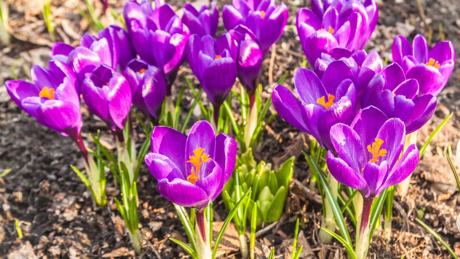 Large, deep purple, goblet-shaped flowers bloom on short, sturdy stems, with narrow, grass-like leaves surrounding them.
